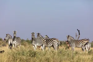 Wildanimal Prints: Plains zebra, common zebra or Burchell's zebra (Equus quagga)