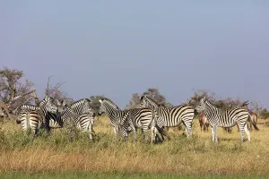 Plains zebra, common zebra or Burchell's zebra (Equus quagga)