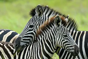 Plains zebra, also known as the common zebra or Burchell's zebra (Equus quagga)