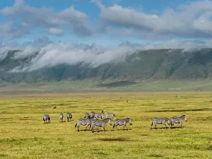 Animal Prints: Plains zebras (Equus quagga), inside Ngorongoro Crater