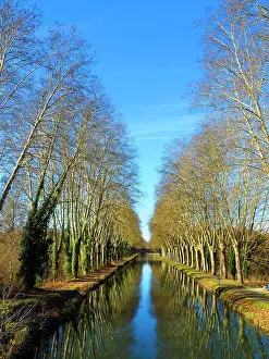 Canal Prints: plane trees, Platanus spp. beside the Canal de Garonne near Marmande