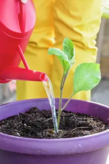 Balcony Prints: Planting a potted eggplant
