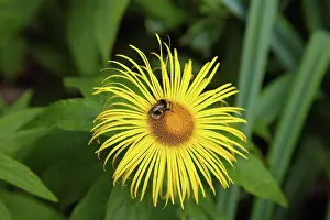 Pollination Prints: Plants, Flowers, Inula Hookeri, Bee on yellow coloured Inula Hookeri flower