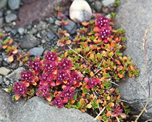 Glacier Prints: Plants and flowers near Skaftafellsjokull in Iceland