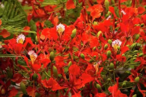 Petals Prints: Plants, Trees, Flowers, A Flame Tree
