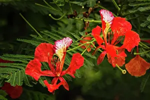 Blossoms Prints: Plants, Trees, Flowers, A Flame Tree
