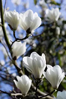 Petals Prints: Plants, Trees, Magnolia, Magnolia soulangeana Alba Superba Abundant white flowers on branches of a Magnolia tree