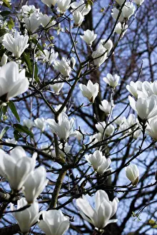 Petals Prints: Plants, Trees, Magnolia, Magnolia soulangeana Alba Superba Abundant white flowers on branches of a Magnolia tree