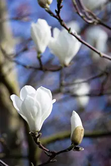 Petals Prints: Plants, Trees, Magnolia, Magnolia soulangeana Alba Superba Abundant white flowers on branches