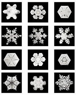 Twelve Prints: Plate XIV of Studies Among Snow Crystals
