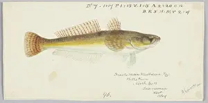 1869 Prints: Platycephalus bassensis, 1869, Tasmania, by Frank Edward Clarke
