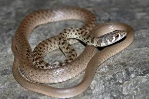 Southern Prints: Platyceps ladacensis, the braid snake or Jans cliff racer