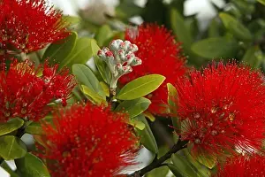 Petal Prints: Pohutukawa flower, (Rata) close-up, red flowers, native Pohutukawa tree, New Zealand