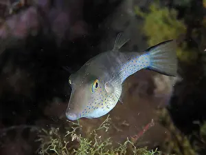 Night Picture Prints: Pointed puffer fish (Canthigaster rostrata) at night