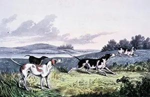 Hunting Prints: Pointers, Currier and Ives, color lithograph