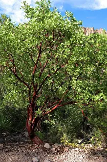 Woody Plant Prints: Pointleaf Manzanita Chiricahua Mountains NM Arizona USA