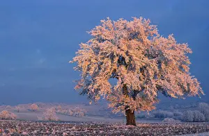 Afrasia Prints: Poirier frozen backdrop of blue sky at dusk France