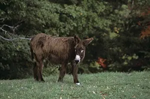 Equidae Prints: Poitou Donkey, rare Breed, VT
