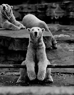 Three Animals Prints: Polar Bear