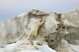 Nanook Prints: Polar Bear Climbing Up an Iceberg Floating in the Beaufort Sea
