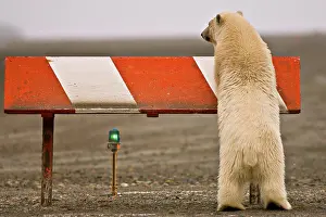 Animal Prints: Polar Bear Cub Playing on a Airport Runway Marker