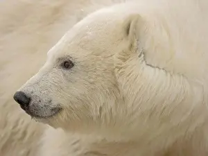 Nanook Prints: Polar Bear Cub Profile