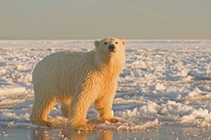 Pack Ice Prints: Polar bear cub (Ursus maritimus) on newly formed pack ice during fall freeze up
