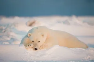 Pack Ice Prints: Polar bear cub (Ursus maritimus) resting on the newly frozen pack ice