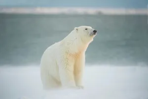 Pack Ice Prints: Polar bear cub (Ursus maritimus) sitting along Bernard Spit