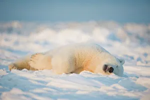 Pack Ice Prints: Polar bear cub (Ursus maritimus) sleeping on the newly frozen pack ice