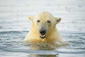Carnivorous Prints: Polar bear cub (Ursus maritimus) swimming in the Beaufort Sea