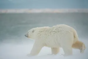Pack Ice Prints: Polar bear cub (Ursus maritimus) walking along Bernard Spit