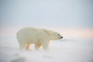 Pack Ice Prints: Polar bear cub (Ursus maritimus) walking on newly formed pack ice