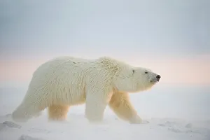 Pack Ice Prints: Polar bear cub (Ursus maritimus) walking on newly formed pack ice