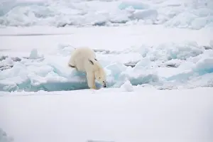 Injured Prints: polar bear - this female has two black & red circles on her back - wounds from a fight with a walrus ursus maritimus
