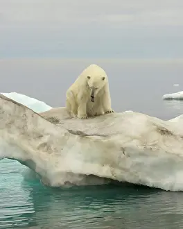 Nanook Prints: Polar Bear on an Iceberg Floating in the Beaufort Sea