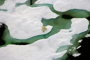Nanook Prints: Polar Bear Sow with Spring Cub Travel Over the Sea Ice