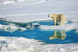 Global Warming Prints: Polar Bear (Ursus arctos) and reflecting pool, Hinlopen Strait, Svalbard, Norway