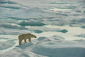 Sea Ice Prints: polar bear, Ursus maritimus, adult boar travels the multi-year sea ice in search of seals in summer