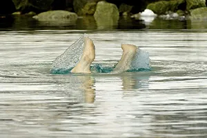 Spitsbergen Prints: Polar bear (Ursus maritimus), boar dives down to feed on the remains of an underwater fin whale carcass in Sallyhammna