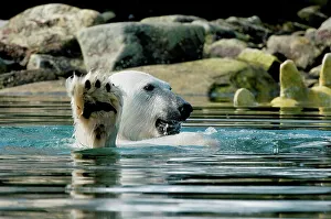 Spitsbergen Prints: Polar bear (Ursus maritimus), boar feeds on a submerged fin whale carcass in shallow waters along Sallyhammna
