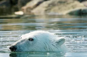 Spitsbergen Prints: Polar bear (Ursus maritimus), boar swims in an inlet along Sallyhamna (Sally Bay)