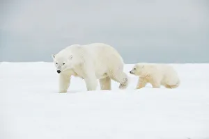 Nanook Prints: Polar bear (Ursus maritimus), broken-legged sow with a pair of spring cubs along a barrier island during fall freeze up