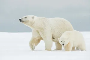 Nanook Prints: Polar bear (Ursus maritimus), broken-legged sow with a pair of spring cubs along a barrier island during fall freeze up
