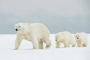 Nanook Prints: Polar bear (Ursus maritimus), broken-legged sow with a pair of spring cubs along a barrier island during fall freeze up