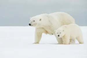 Nanook Prints: Polar bear (Ursus maritimus), broken-legged sow with a pair of spring cubs along a barrier island during fall freeze up