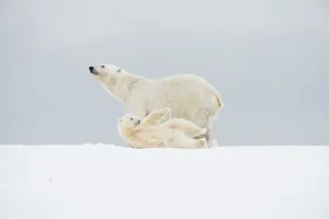 Nanook Prints: Polar bear (Ursus maritimus), broken-legged sow with a pair of spring cubs along a barrier island during fall freeze up