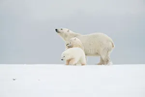 Nanook Prints: Polar bear (Ursus maritimus), broken-legged sow with a pair of spring cubs along a barrier island during fall freeze up