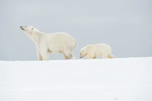 Nanook Prints: Polar bear (Ursus maritimus), broken-legged sow with a spring cub along a barrier island during fall freeze up