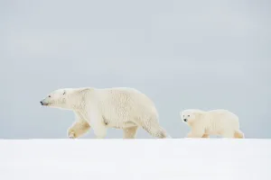 Nanook Prints: Polar bear (Ursus maritimus), broken-legged sow with a spring cub along a barrier island during fall freeze up